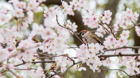 Close up picture of a small bird in a cherry blossom tree