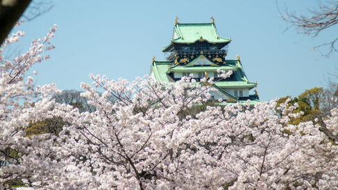 Osakajo castle with cherry trees in the foreground