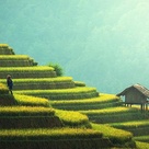 Expansive rice terraced fields, which is a form of agriculture practiced on sloped land to create flat surfaces for cultivation
