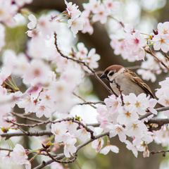 Close up picture of a small bird in a cherry blossom tree